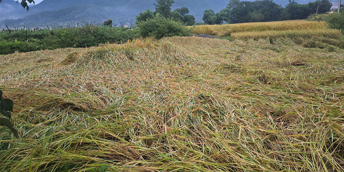 भित्र्याउने बेलाको धानबाली वर्षाले ढाल्यो