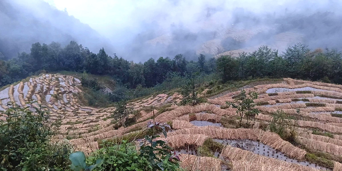 भित्र्याउने बेलाको धानबाली वर्षाले ढाल्यो (तस्बिरहरू)