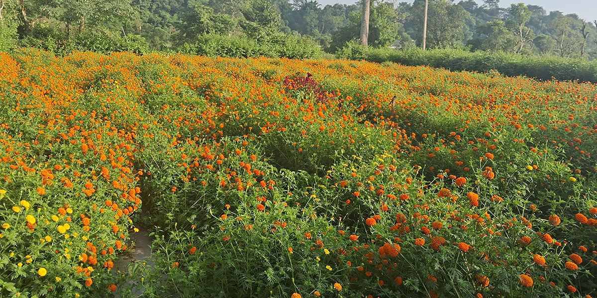 फूलखेती