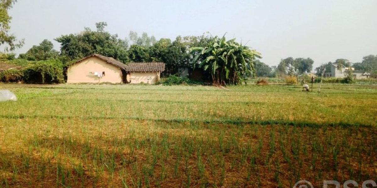 लसुन रोपेर आम्दानी गर्दै पिपलाडीका किसान