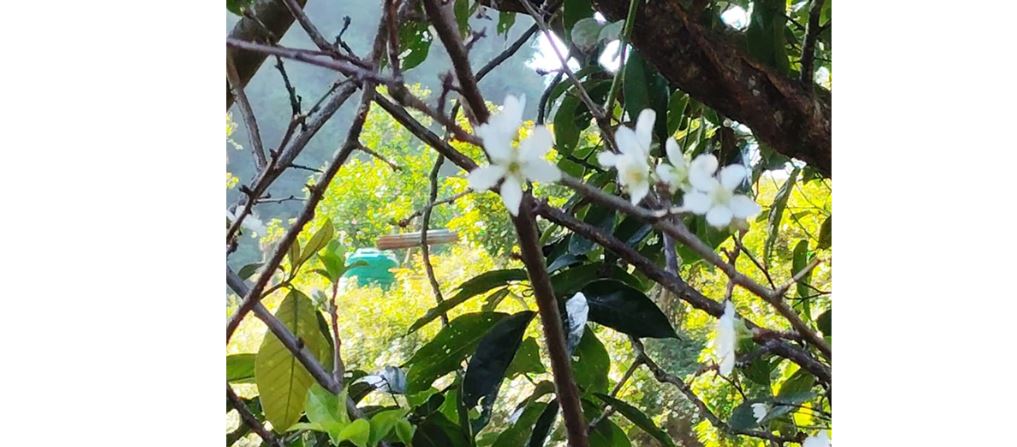 असोजमै फुल्यो चैतमा फुल्ने ‘पलम’