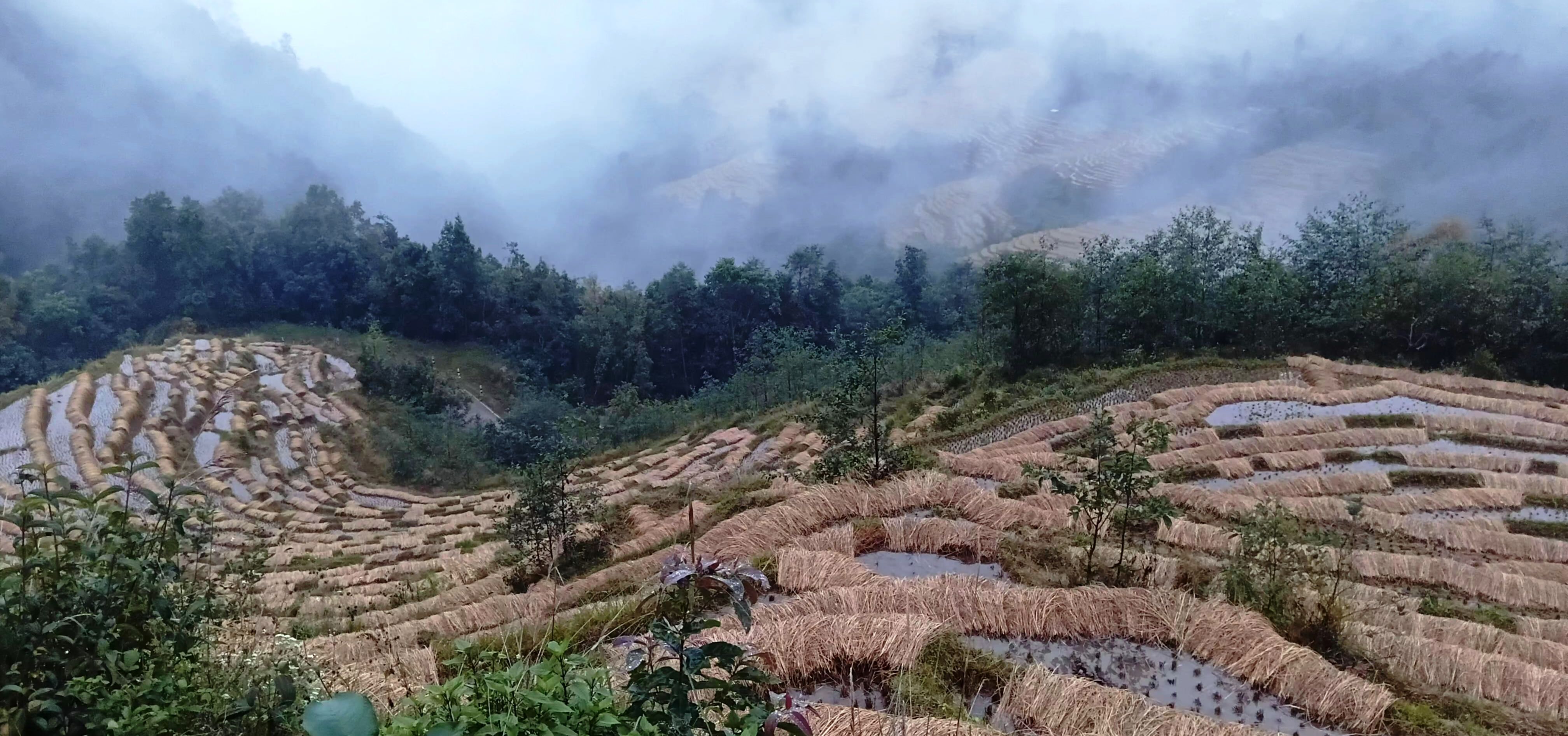 बर्सातले खेतमै सड्न थाल्यो धान