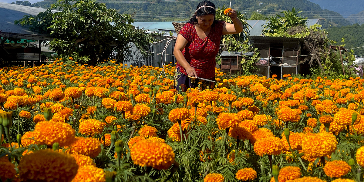 सयपत्री फूलमा आत्मनिर्भर पोखरा, बिक्री स्थल र मूल्य तोकियो