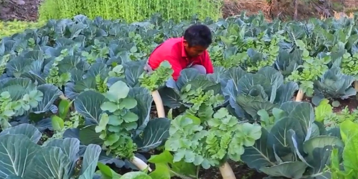 विदेशमा पसिना बगाएका मनिराज कृषिबाट आम्दानी गर्दै