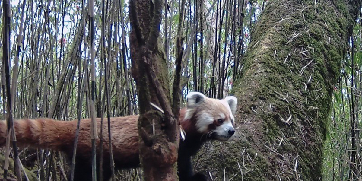 धवलागिरिमा भेटियो थप रेडपाण्डा