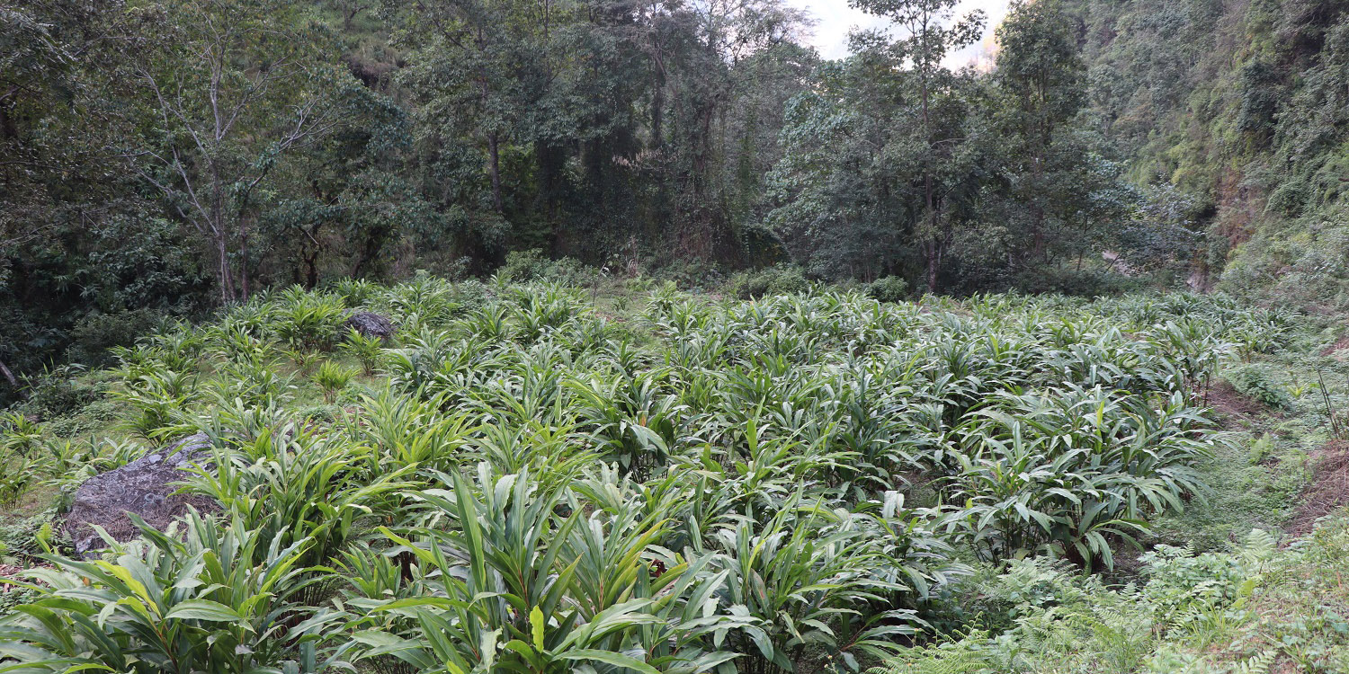 म्याग्दीको अर्मनमा अलैँचीखेतीको परीक्षण सफल