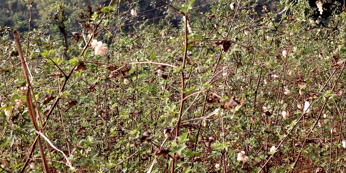अरुण गाउँपालिकामा परम्परागत कपास खेती