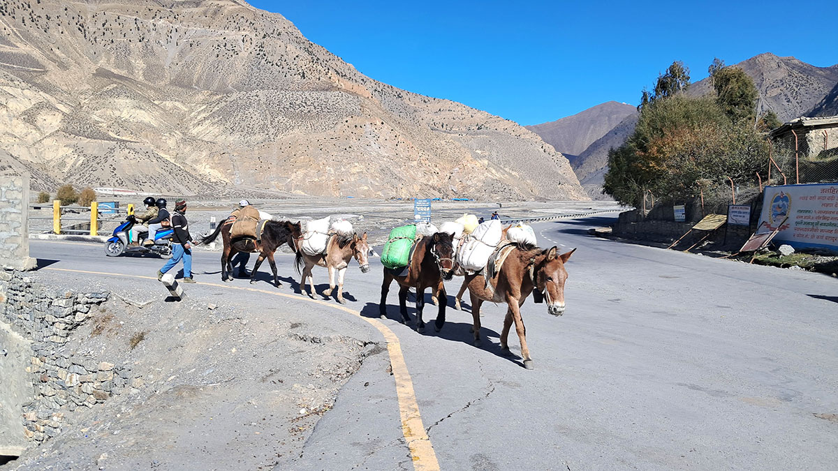 खच्चडमा मल ओसार्दै