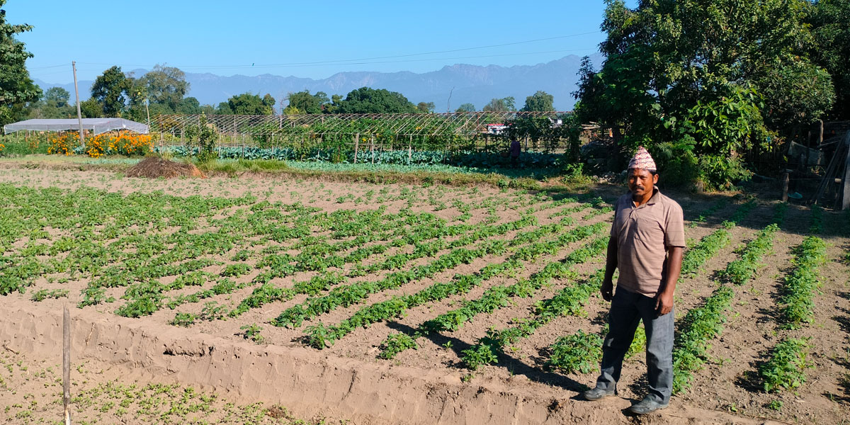 आलुखेती गर्ने के हो टिपिएस विधि?