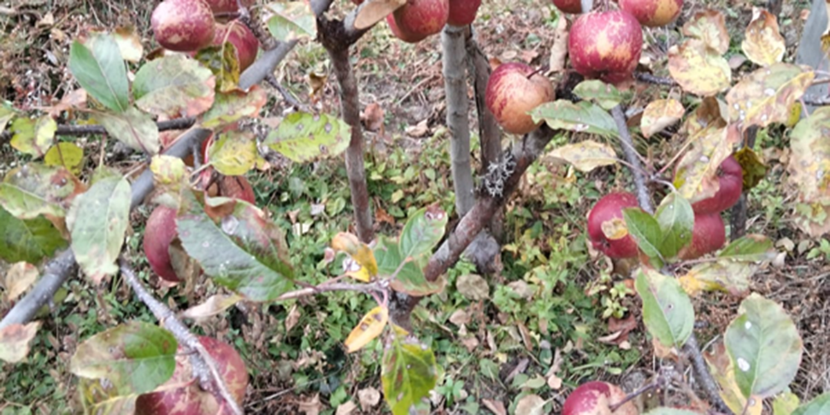 घुन्सा र फलेटारमा स्याउ फल्यो : व्यावसायिक खेतीको नयाँ सम्भावना उजागार