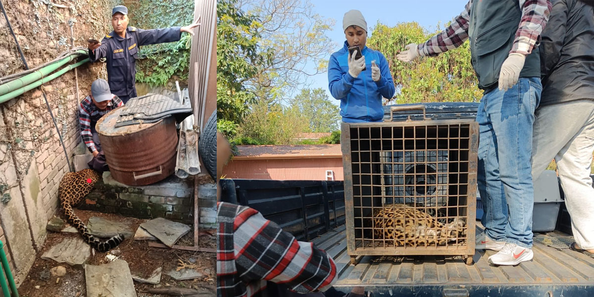 स्विट्जरल्यान्ड दूतावास परिसरबाट चितुवा उद्धार