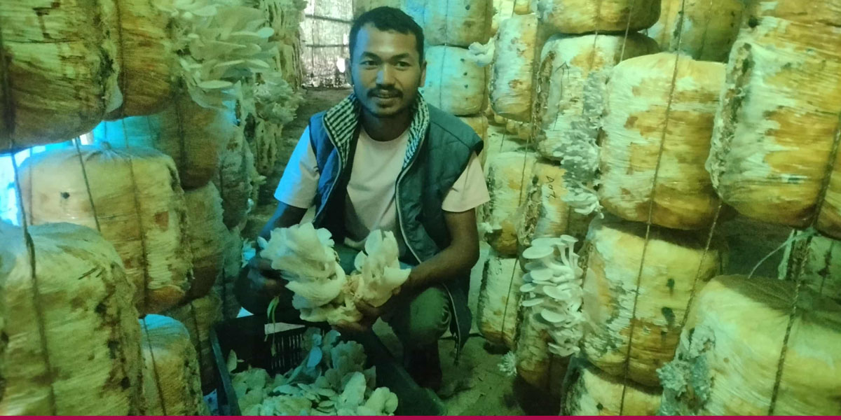 आधुनिक प्रविधिबाट च्याउखेती गरेका राना गर्छन् वार्षिक १० लाख आम्दानी