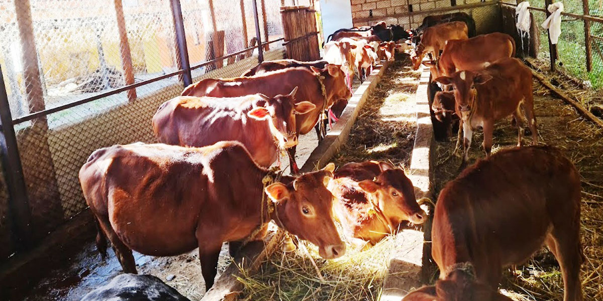 मालिकामा ५७ गाई संरक्षण, धार्मिक पर्यटन आकर्षण बढ्दो