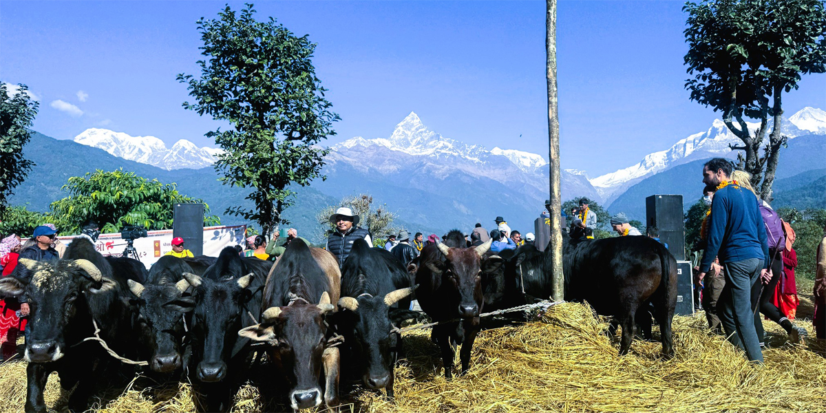 दाइँ महोत्सवमा रमाए पर्यटक