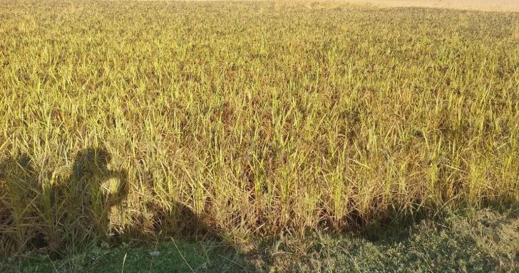 कालानमक धानको जात लोप हुँदै