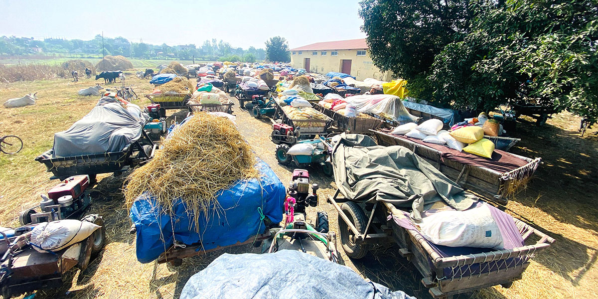 सरकारको समर्थन मूल्यमा धान खरिद सुरु, भजनी केन्द्रमा किसान रातभर लाइनमा