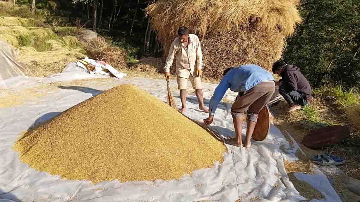 भोजपुरका किसानलाई धान थन्क्याउन चटारो