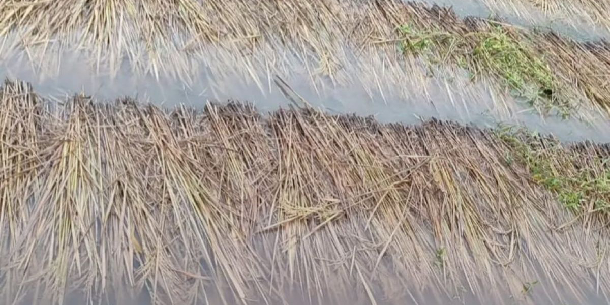 वर्षाले धानबालीमा क्षति भएपछि किसान चिन्तित