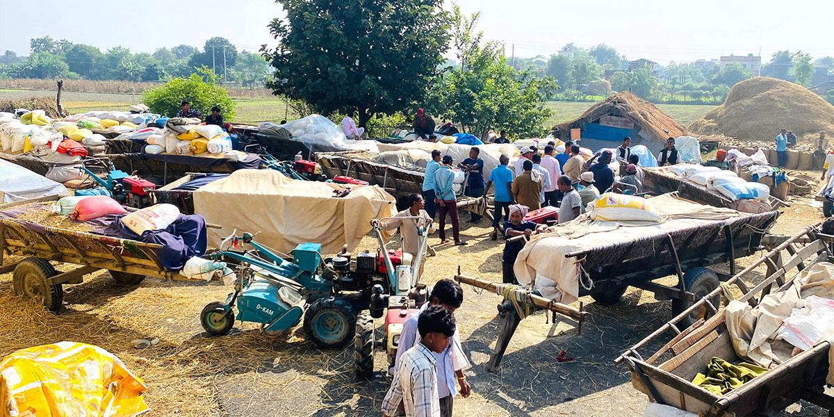 सरकारको समर्थन मूल्यमा धान खरिद सुरु, भजनी केन्द्रमा किसान रातभर लाइनमा
