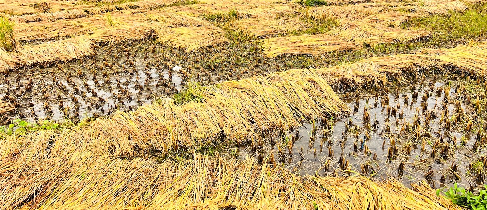 पाकेर थन्क्याउन लागिएको धानबालीमा वर्षाले क्षति