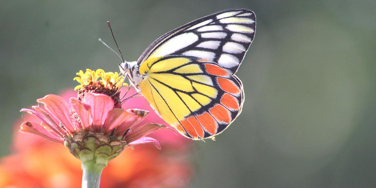 फूलमा पुतली