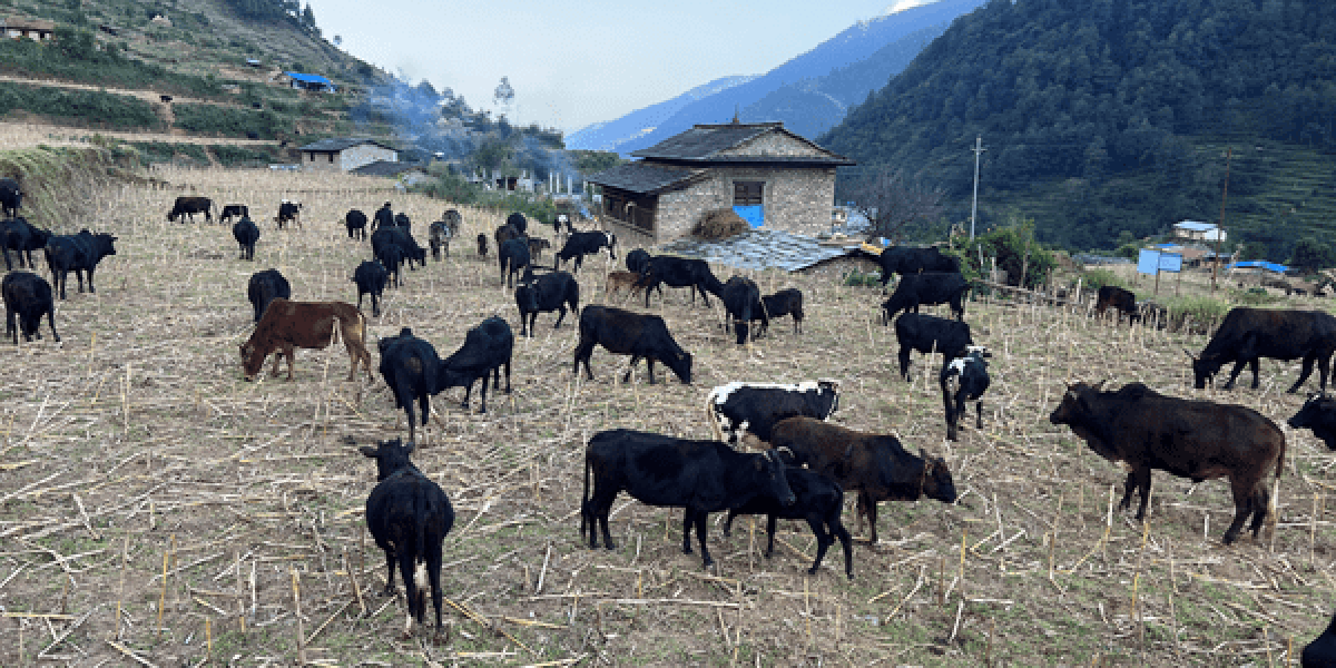 गोठाला बेँसी झरेपछि भल्कोटमा बढ्यो चहलपहल