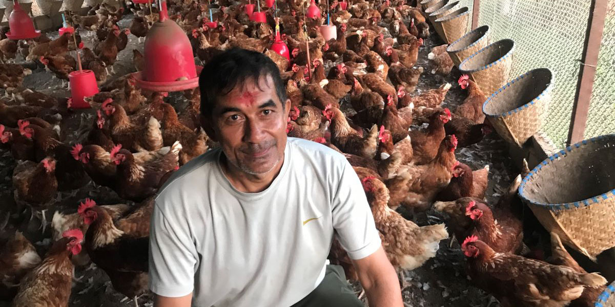 ९ महिनामै फर्के विदेशबाट, कुखुरा पालेर कमाउँछन् मासिक एक लाख