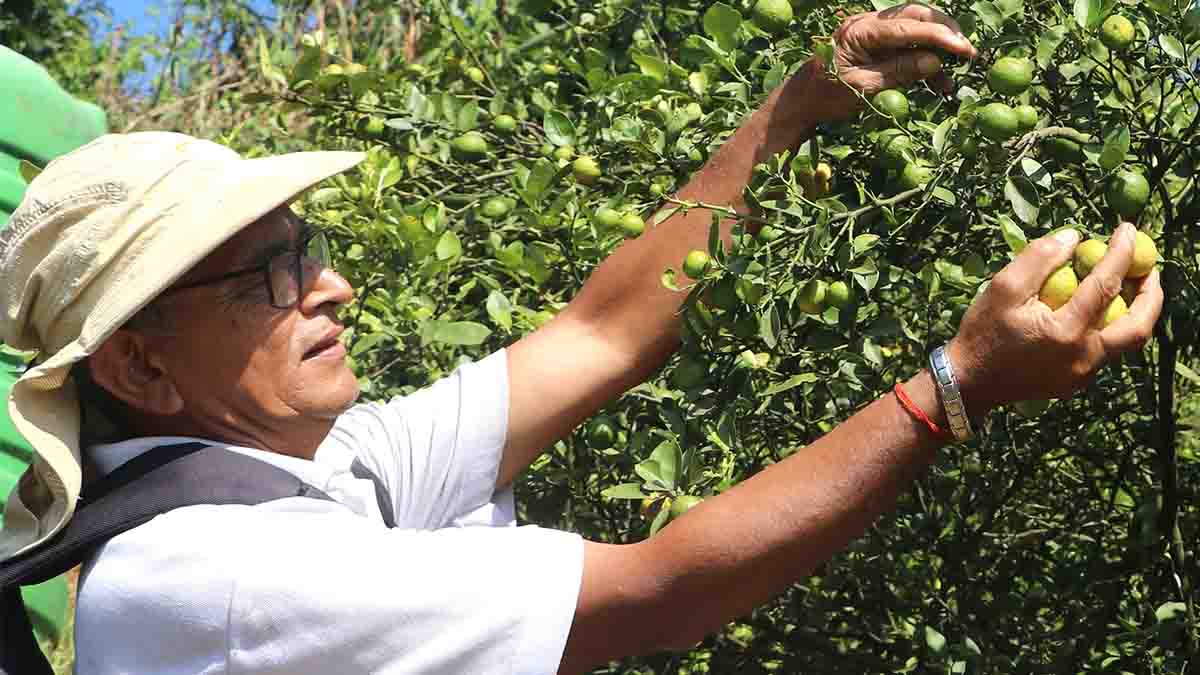 कागतीखेतीबाट तीन महिनामा ९ लाख आम्दानी