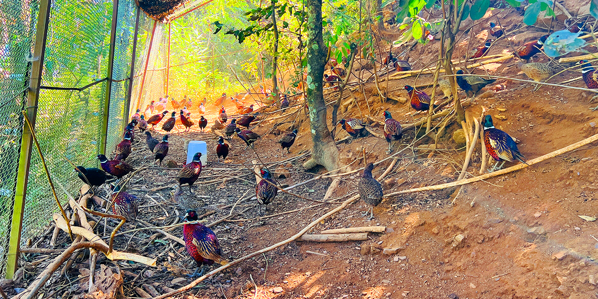 ३ पोथी, १ भालेबाट सुरु भएको कालिजपालन अहिले ५० लाखको व्यवसाय