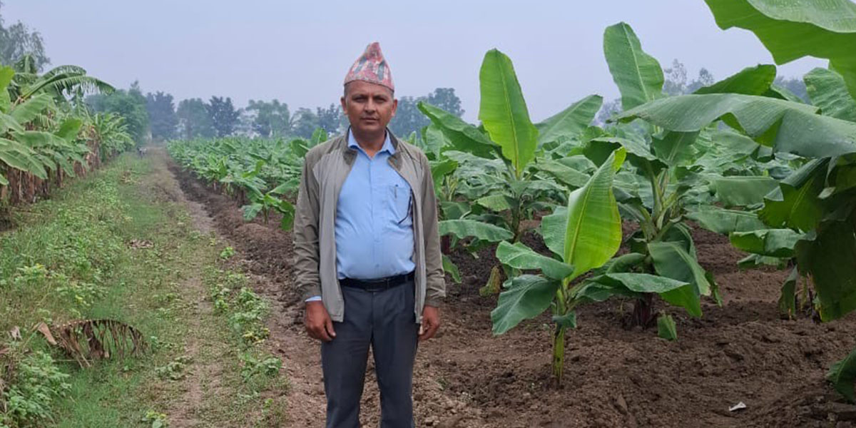 शिक्षकको रहरलाग्दो केराखेत, वार्षिक नाफा १० लाख