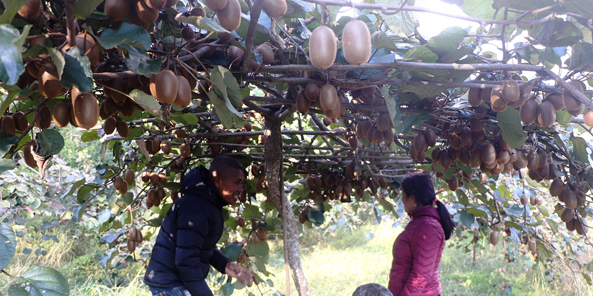 पकेट क्षेत्र निर्धारण गरेर किबीखेतीमा लगानी गर्दै पौवादुङमा