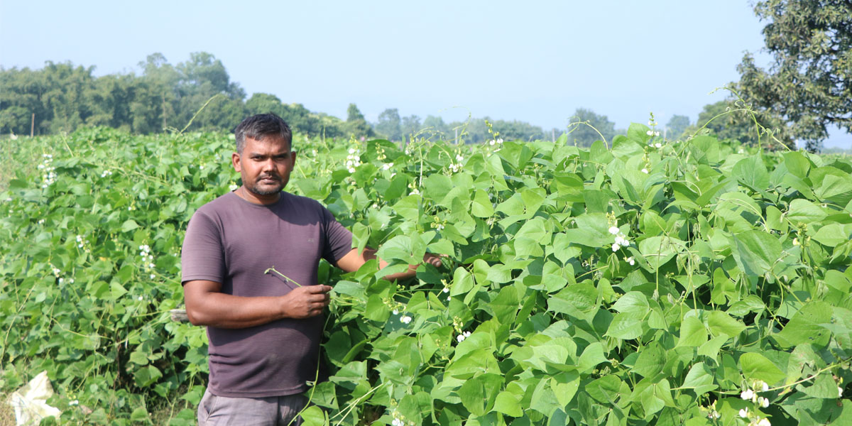 चार बिगाहामा आधुनिक तरकारीखेती, महिनामा दुई लाख आम्दानी गर्छन् सीयाशरण महतो
