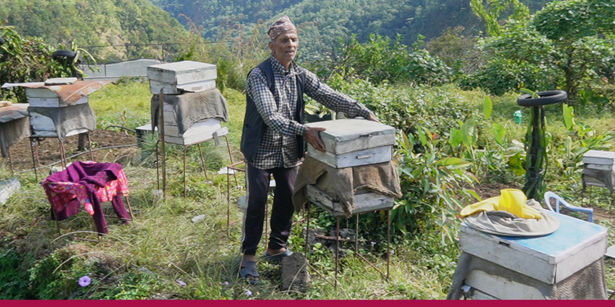 सुन्तलाखेती र मौरीपालनका उदाहरणीय किसान टीकारामले मह बिक्रीबाट गर्छन् वार्षिक १५ लाख आम्दानी