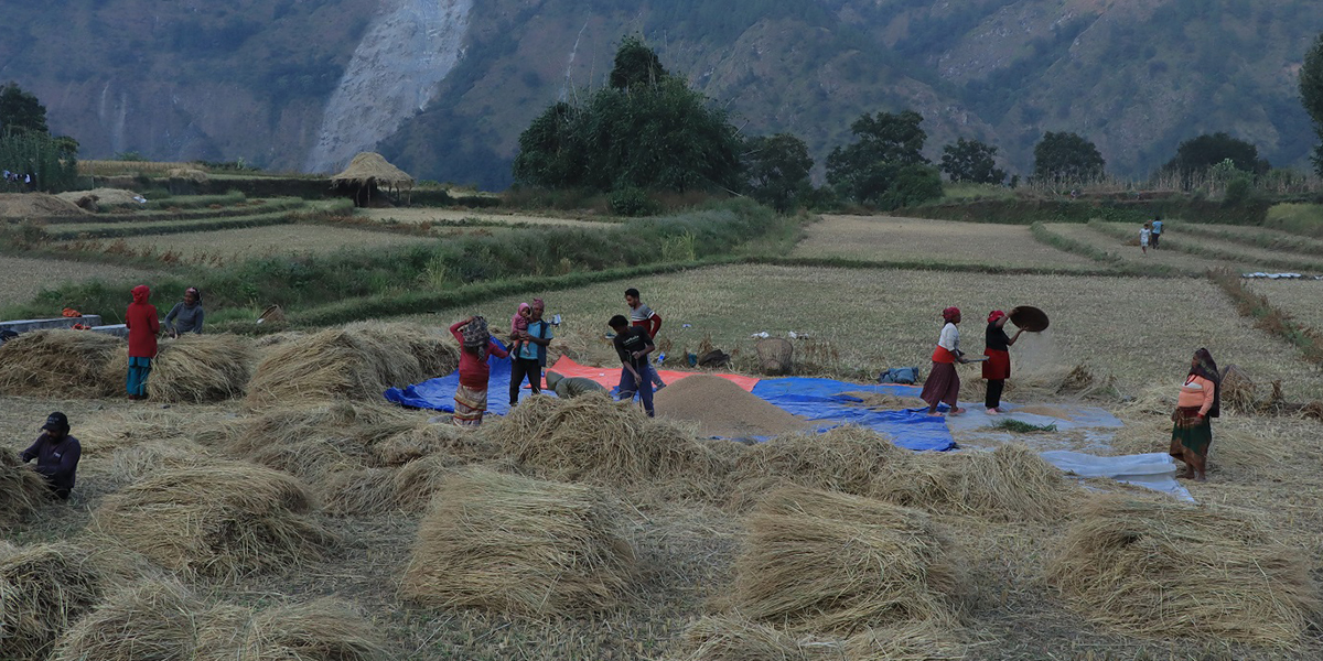 म्याग्दीमा धान उत्पादन बढ्यो