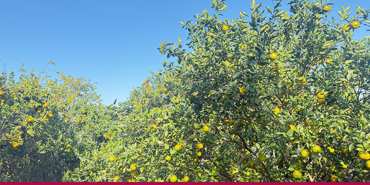 बगैँचाबाटै सुन्तला बिक्री हुँदा नवलपुरका किसान खुसी