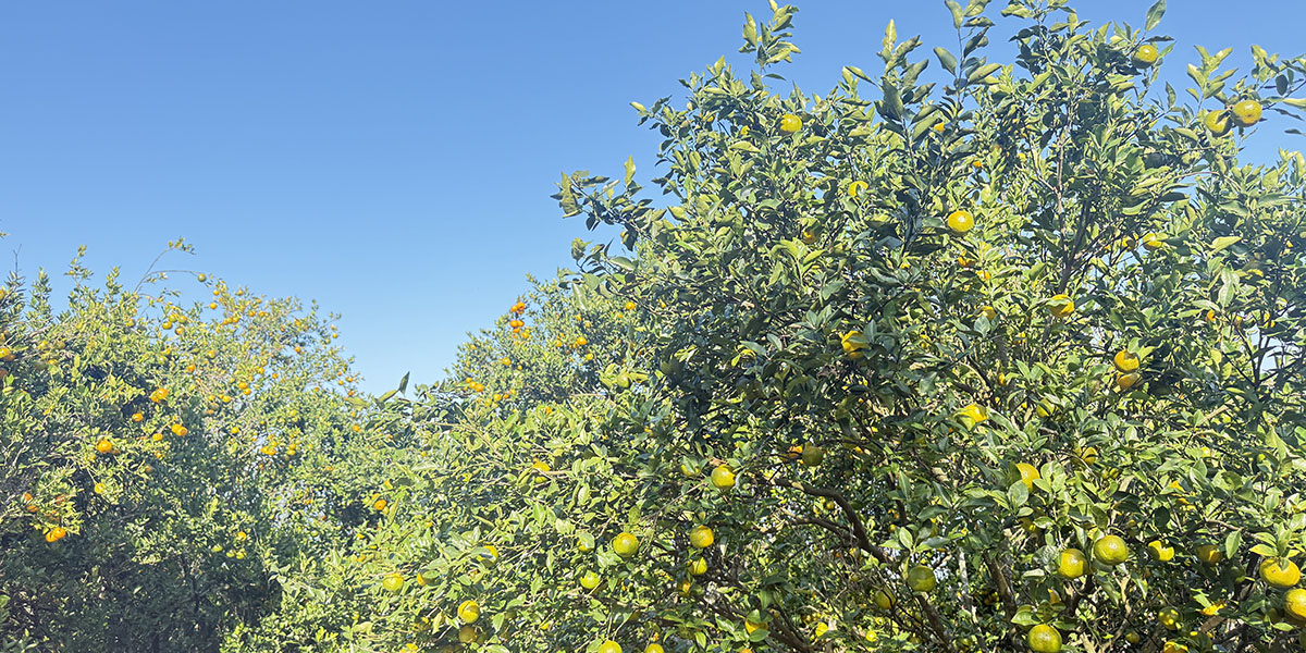 बगैँचाबाटै सुन्तला बिक्री हुँदा किसान खुसी