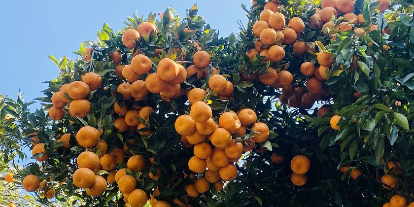 कृषकलाई सुन्तला ढुवानी सधैँको समस्या