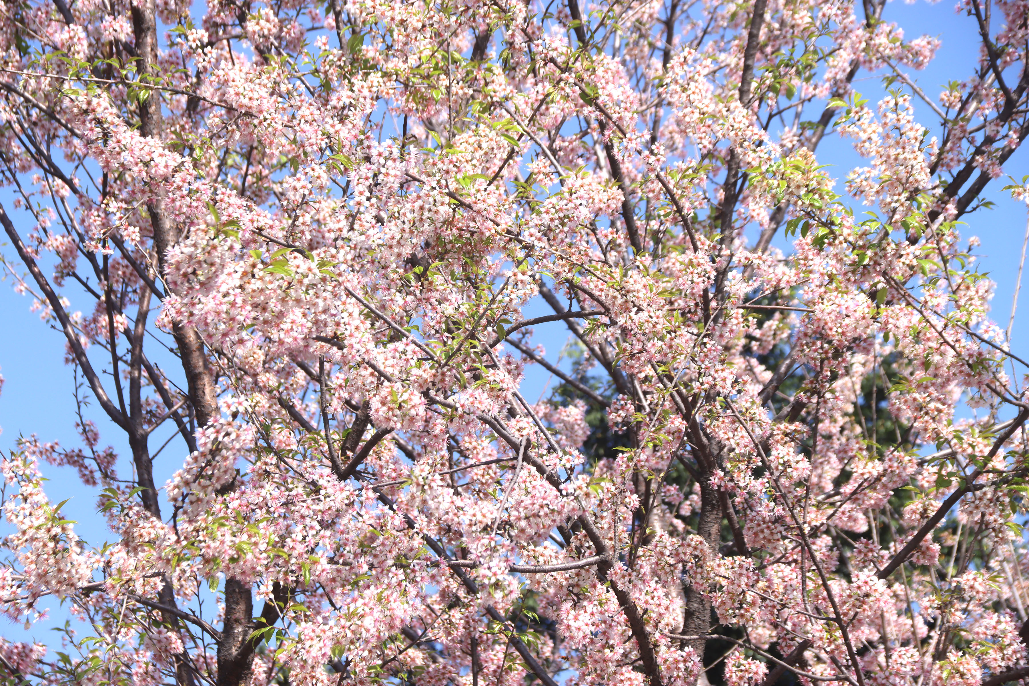 पैँयू फूल्दा