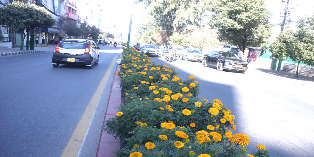 सडक डिभाइडरमा फूल