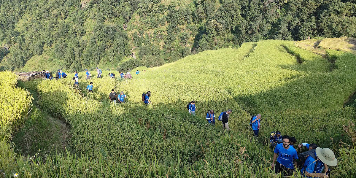 कपिलेश्वरको कल्पतरु खड्कुलेको धान