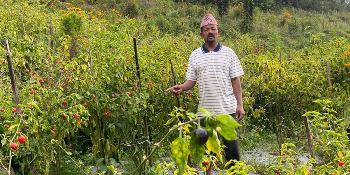 गाउँघरमै कृषि पेसाबाट मनग्य कमाइ