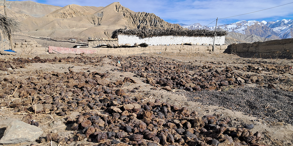 माथिल्लो मुस्ताङमा जाडो थेग्न गुइँठाको भर