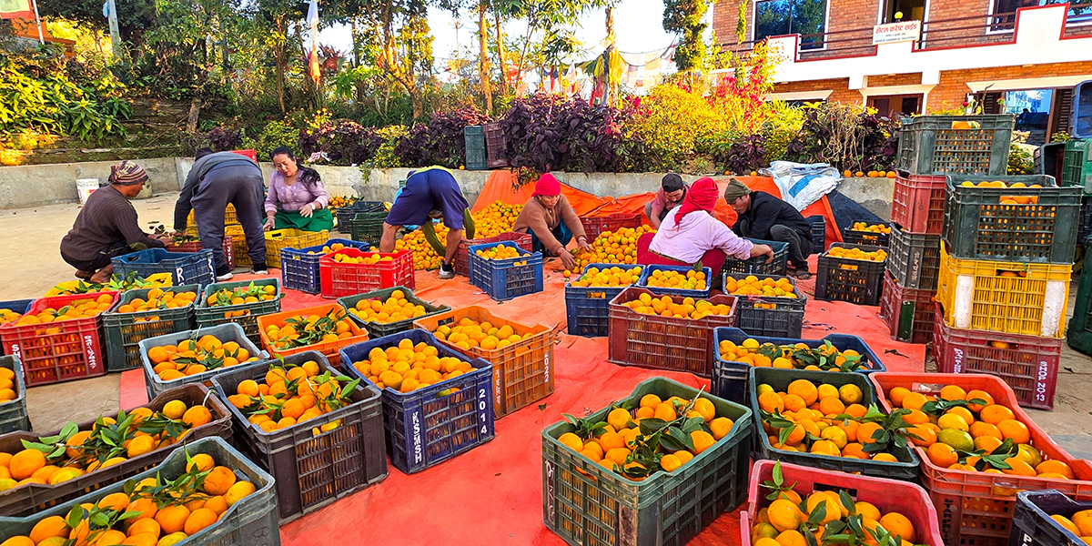 आहा राष्ट्रिय फल! [तस्बिरहरू]