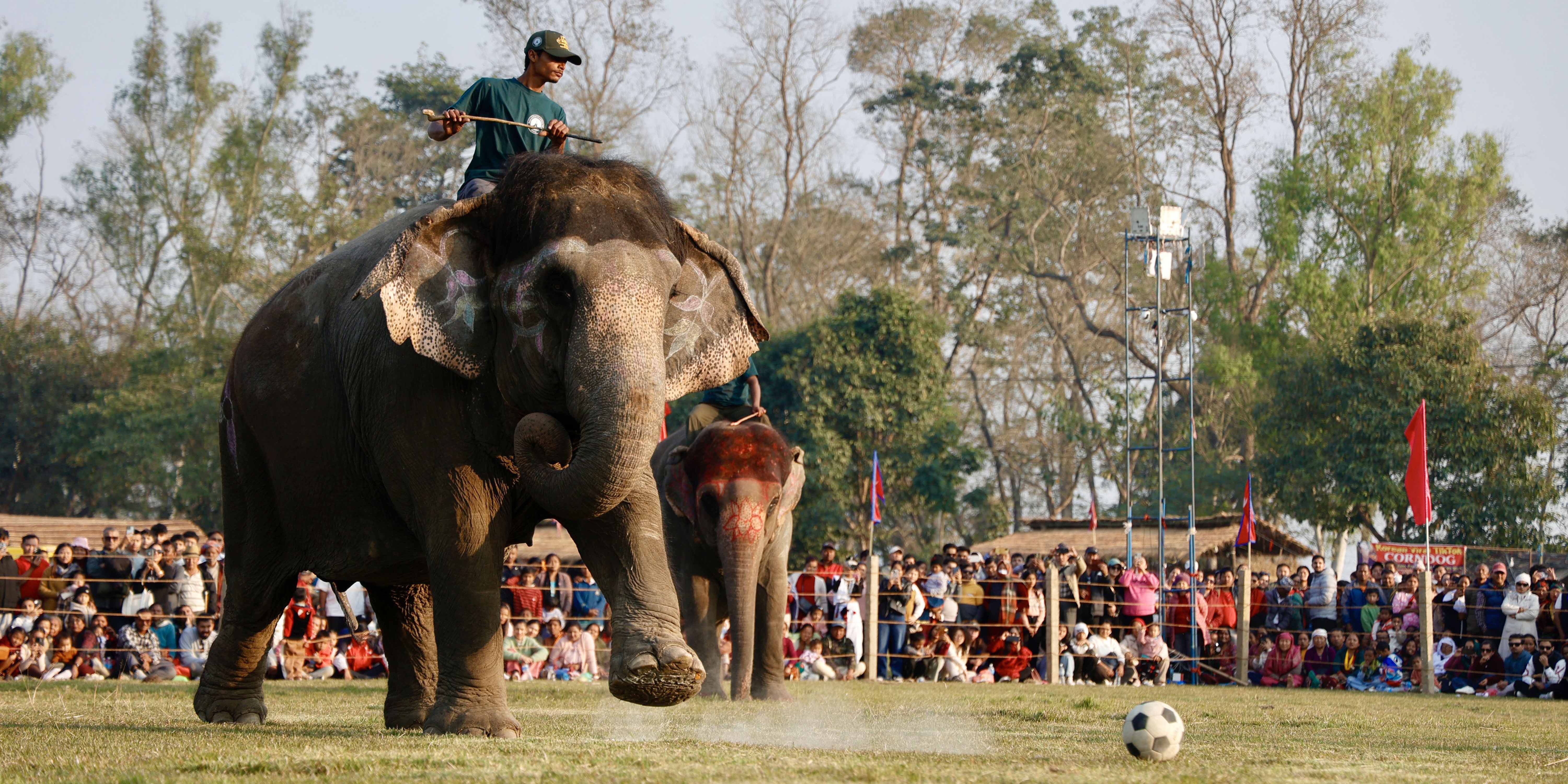 तस्बिरमा हात्ती महोत्सव