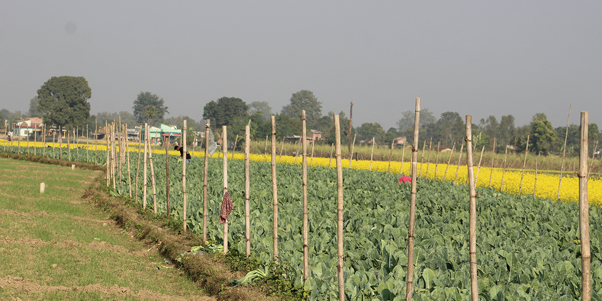 सागसब्जीमा समृद्धि पहिल्याउँदै कञ्चनपुरका दुई किसान