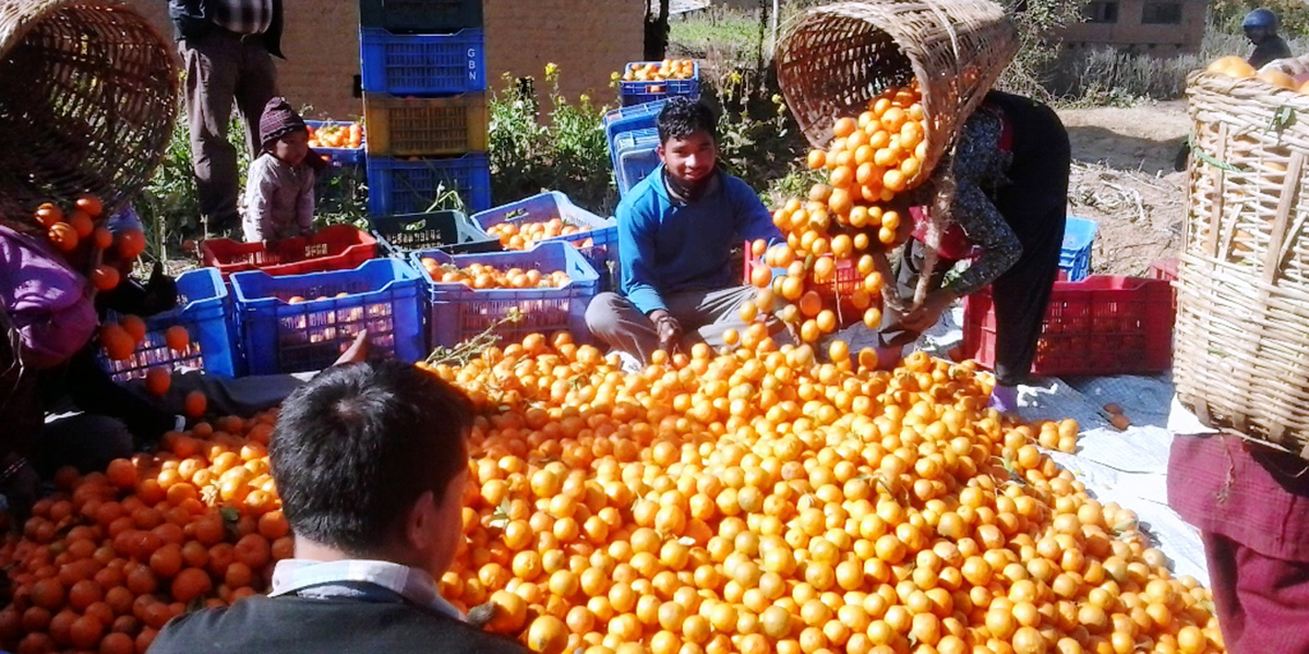काभ्रेपलाञ्चोकमा सुन्तला उत्पादन १० प्रतिशत बढ्ने प्रक्षेपण