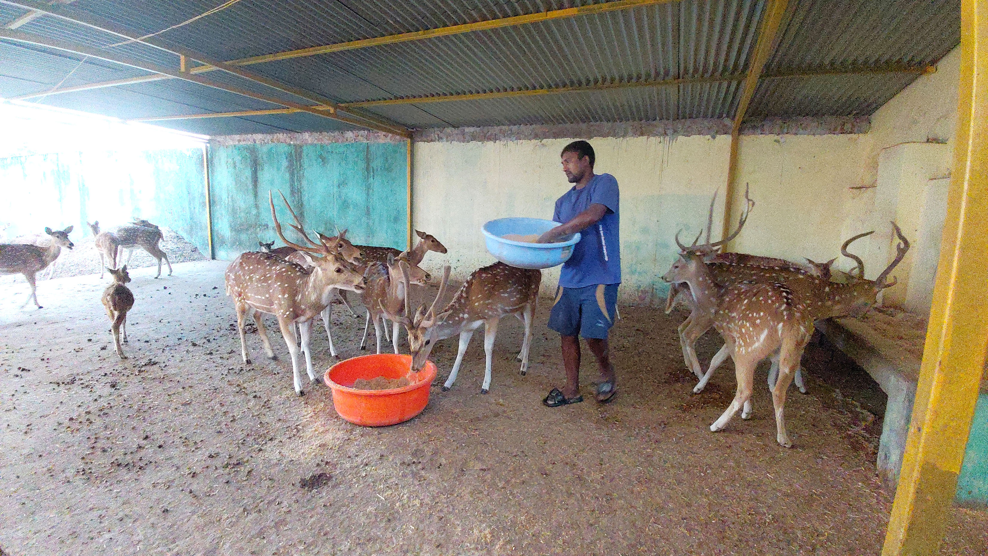 चित्तललाई आहारा