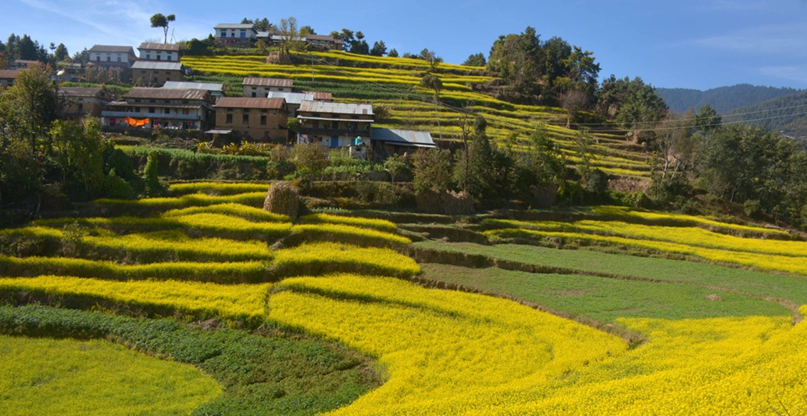 तोरीले पहेँलपुर बेथानचोकका बारी