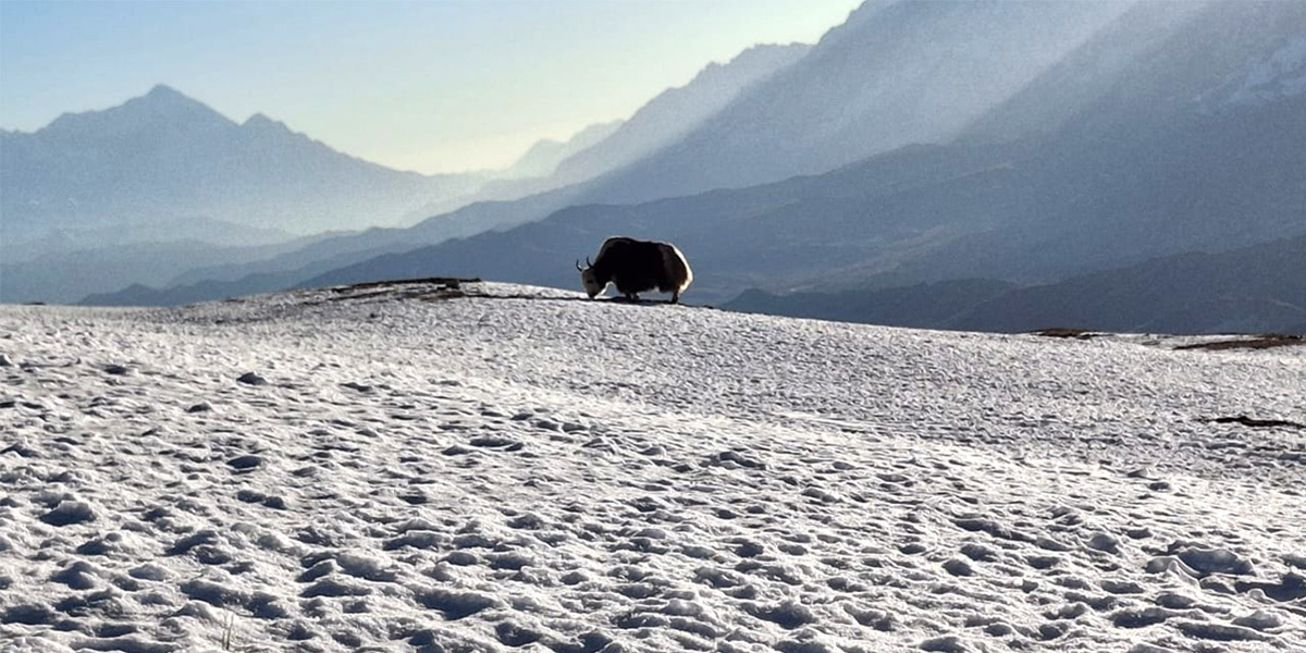 हिउँमा चरिरहेका दुई याक
