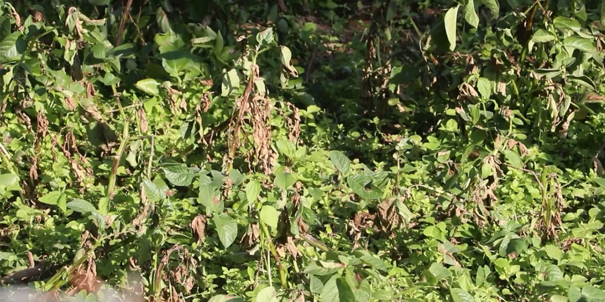 भोजपुरमा हिउँदे आलुमा डढुवाको संक्रमण